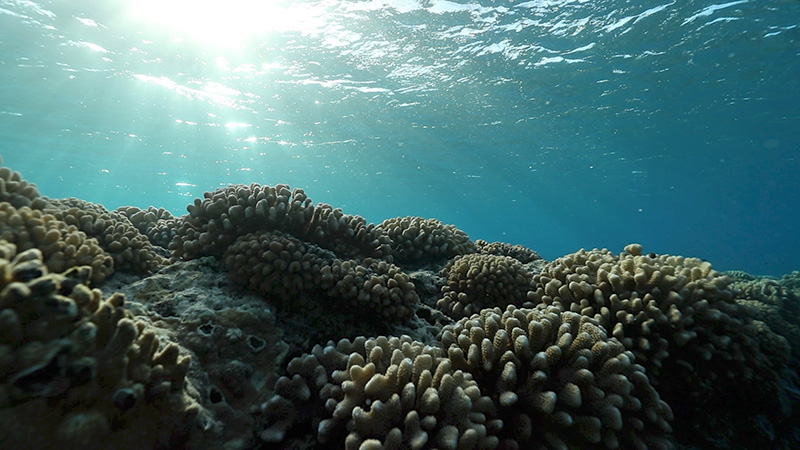 coralhead