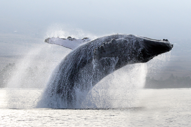 humpback