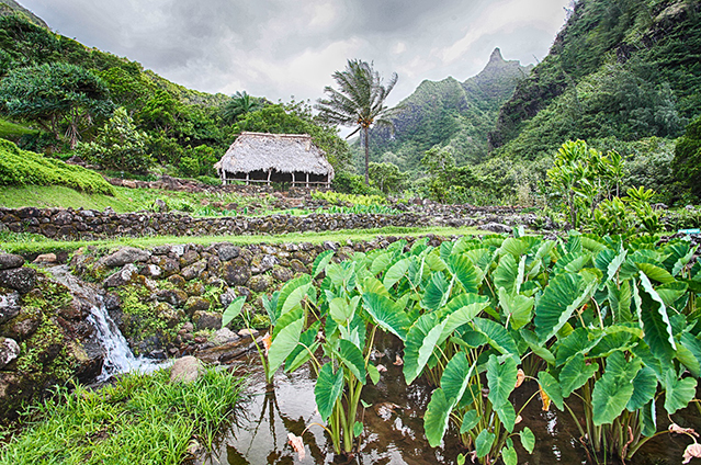 taro field and hut