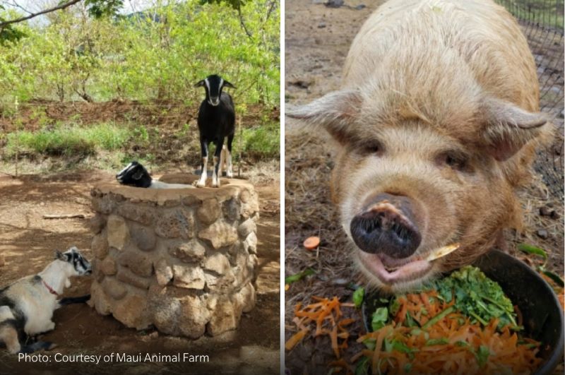 Maui Animal Farm