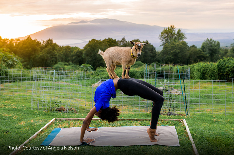 maui-goat-yoga