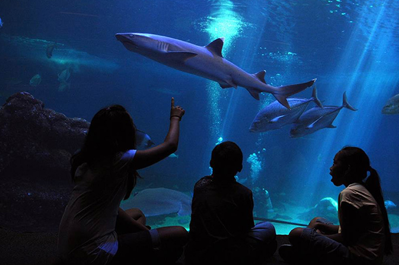 Maui Ocean Center