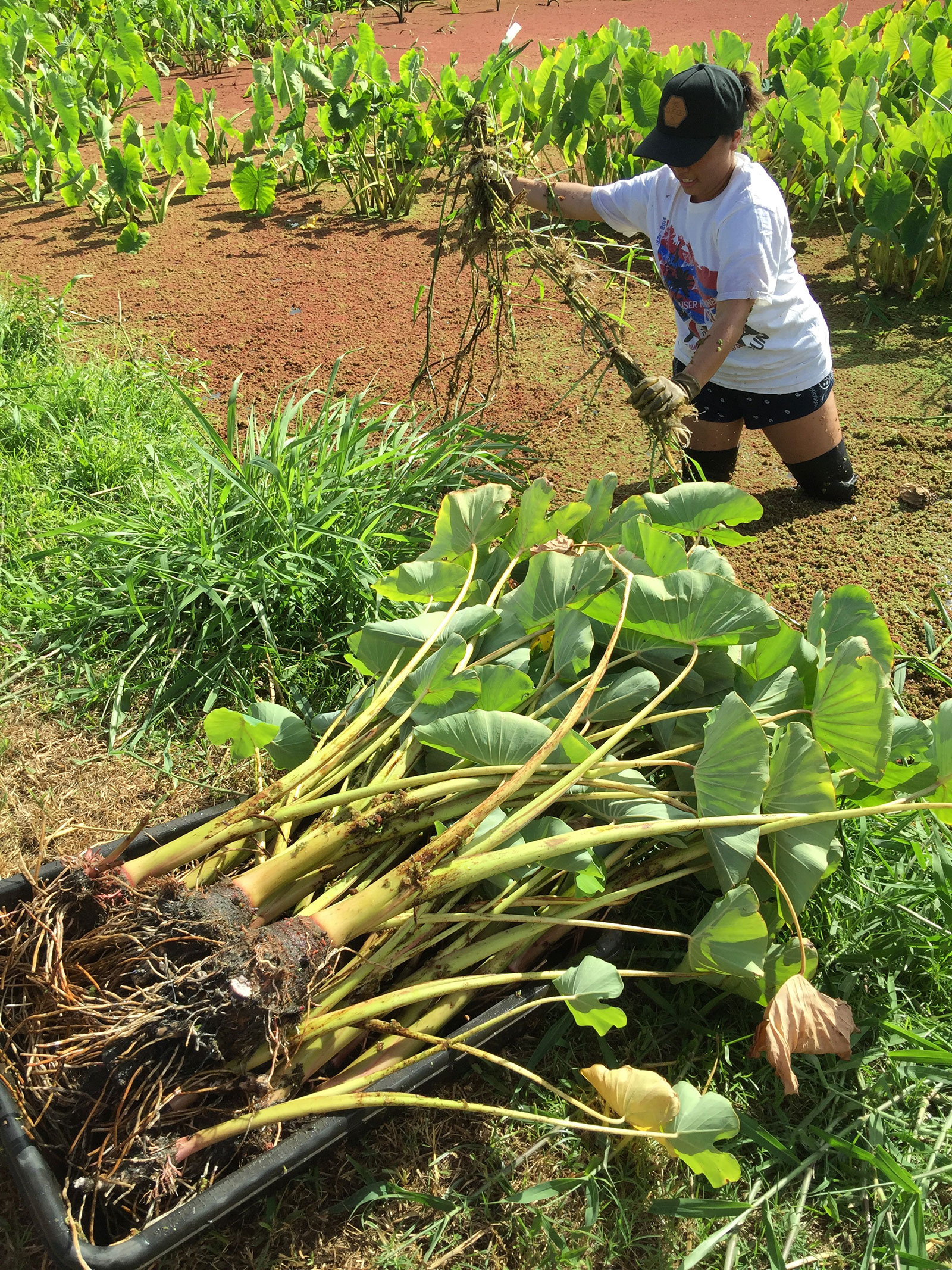 planting fern