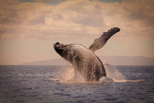 whale breaching