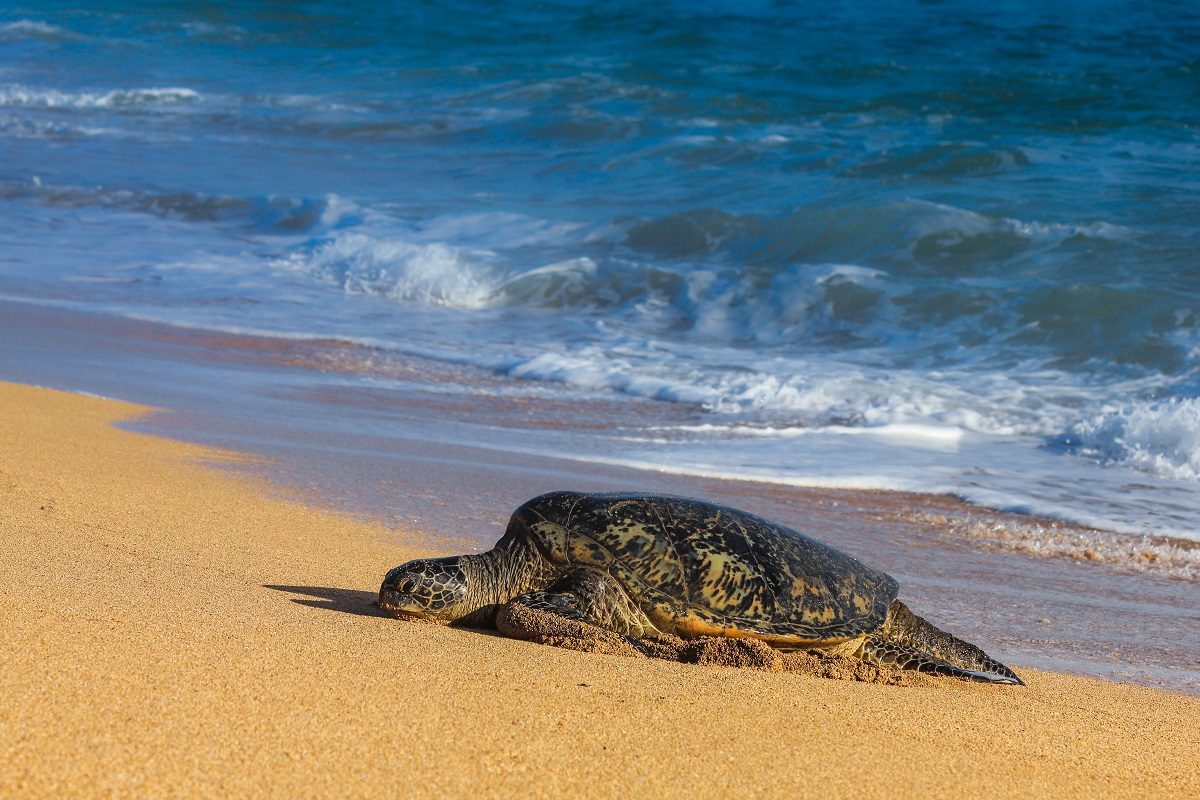 Green Sea Turtle