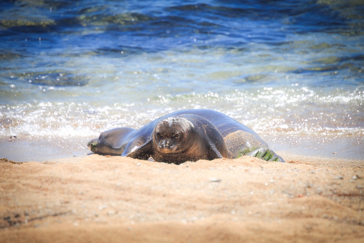 Baby monk seal