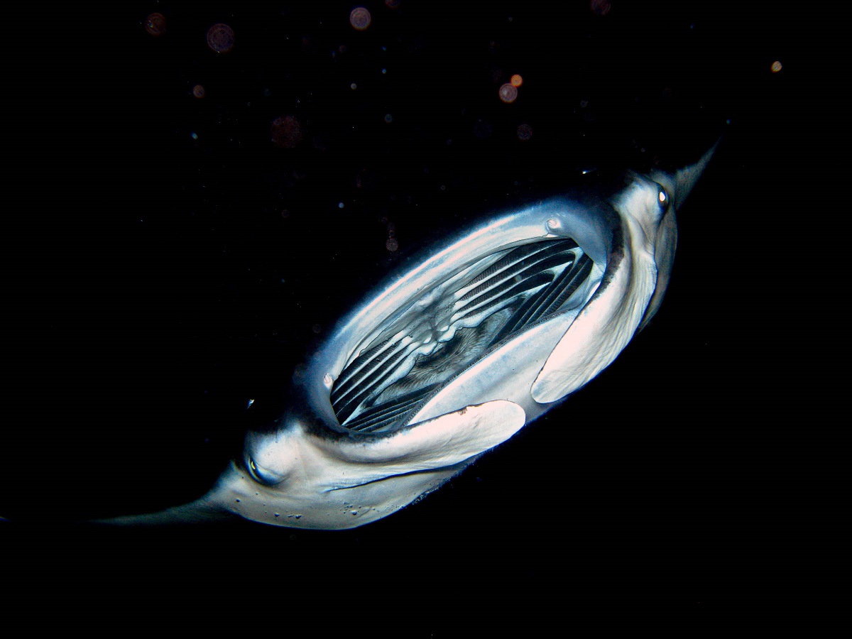 Manta ray