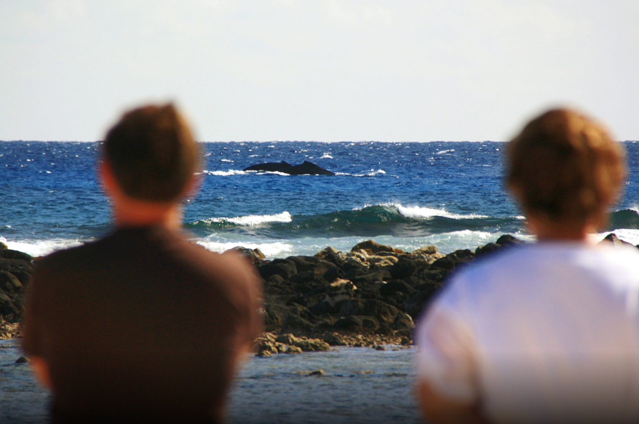 Whale Spectator