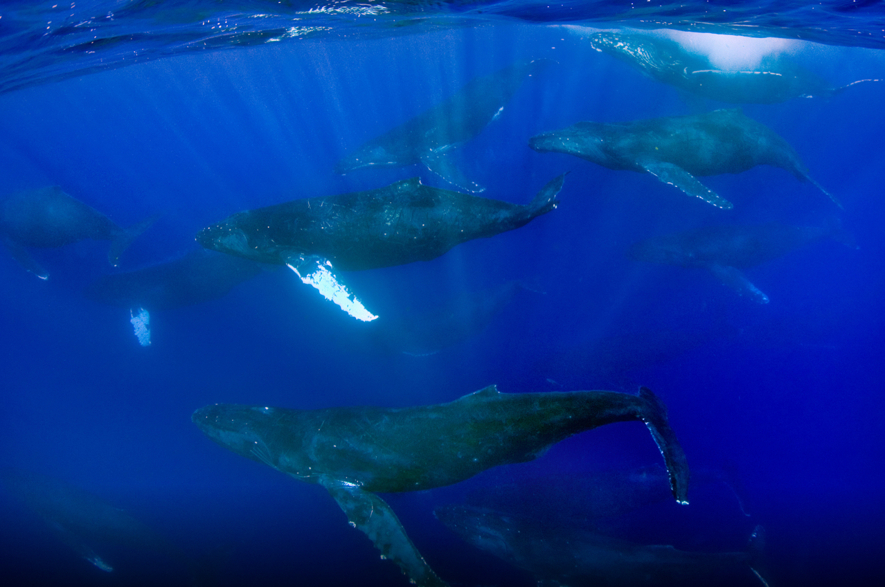 Whale Underwater